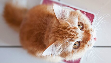 Yellow cat on weighing scale looking at owner