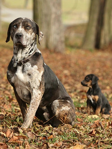 Знакомство собаки с другими домашними животными | Purina