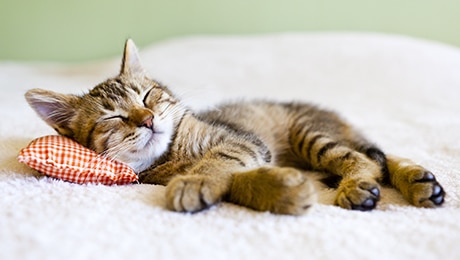 Kitten asleep on pillow