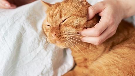 Orange cat being stroked