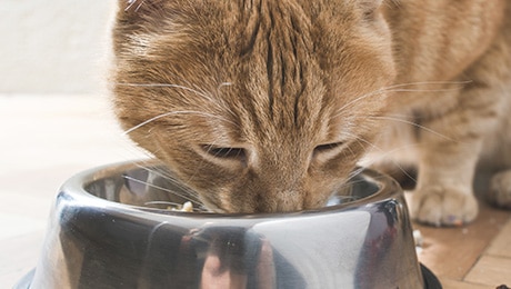 Close up of kitten eating