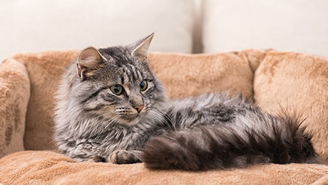 Fluffy cat curled up on sofa