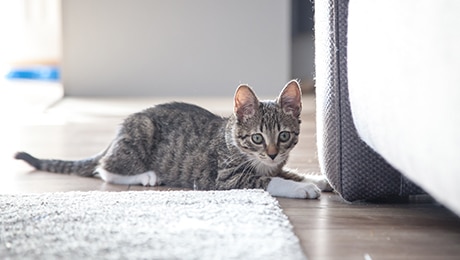 Wide eyed kitten crouched next to sofa