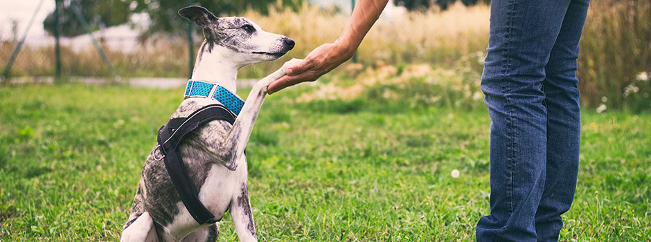 Воспитание собаки 🐶: советы специалистов