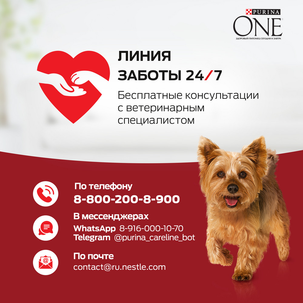 Влажный корм Purina ONE® МИНИ <10 кг для взрослых собак мелких пород старше 1 года, с говядиной, картофелем и горохом в подливе 85 г - фото 15