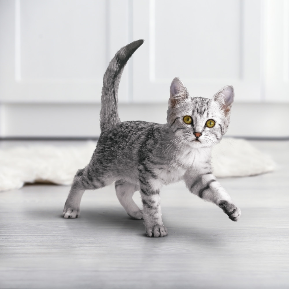 Сухой корм Purina ONE® полнорационный для котят, с высоким содержанием курицы - фото 13