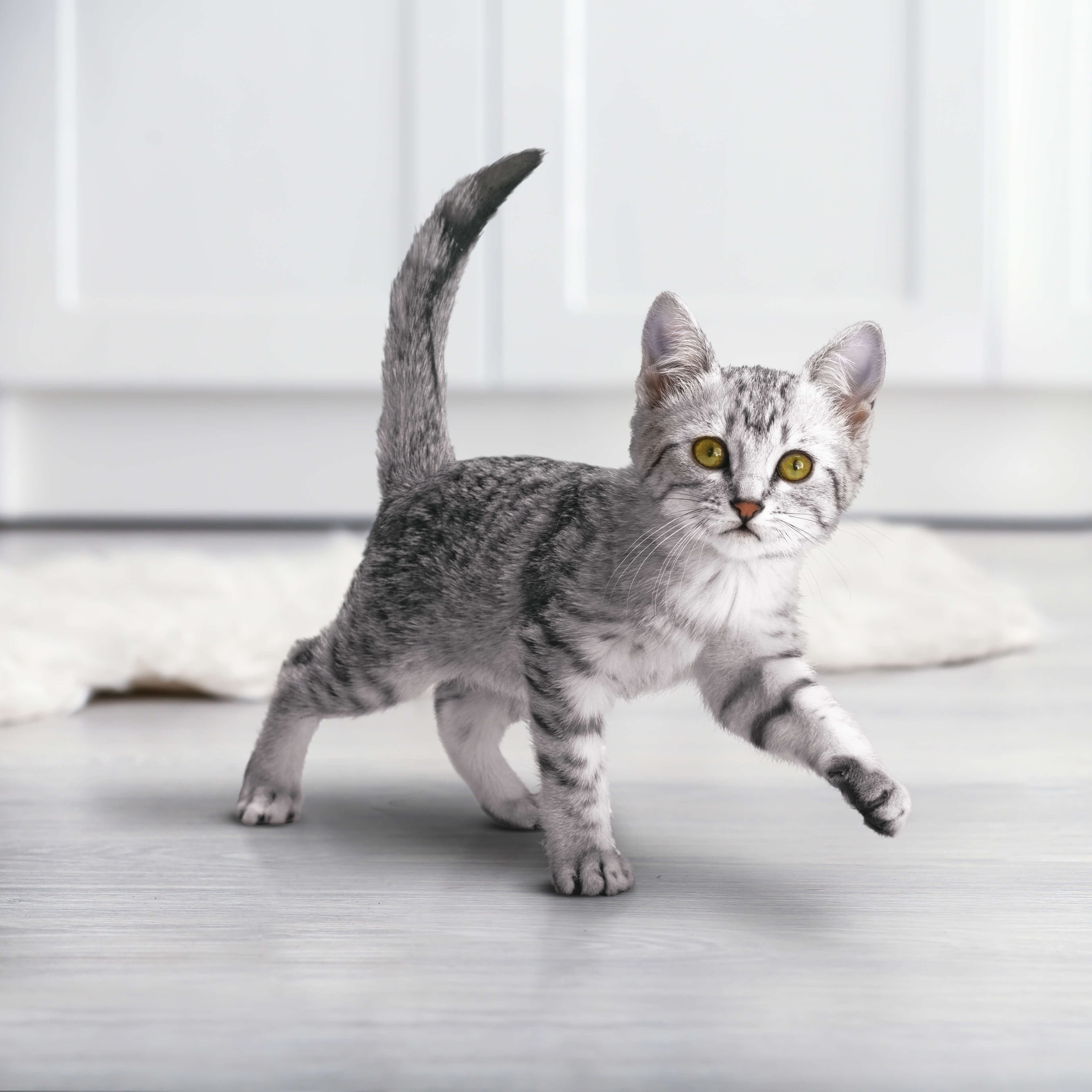 Влажный корм Purina ONE® для котят, с курицей и морковью, Пауч, 75 г - фото 8