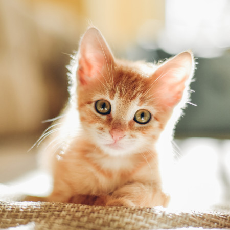 Продукты для кошек