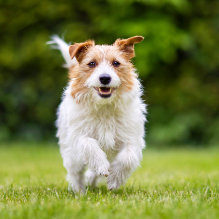 Продукты для собак