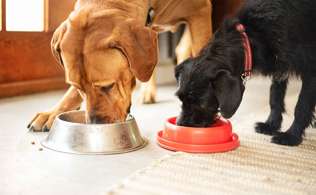 Two dogs eating out of bowls