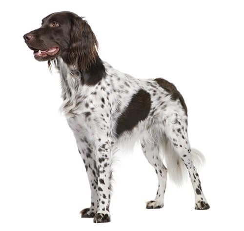 Мюнстерлендер (большой)