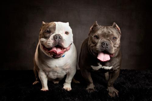 Американский булли