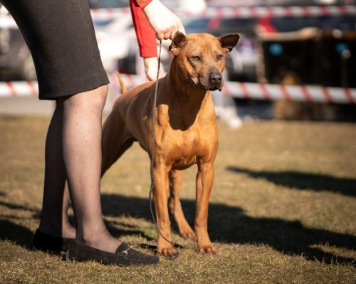 Тайский риджбек рядом с женщиной