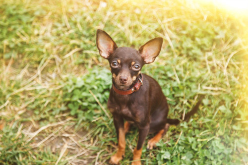 Гладкошерстный русский той на траве