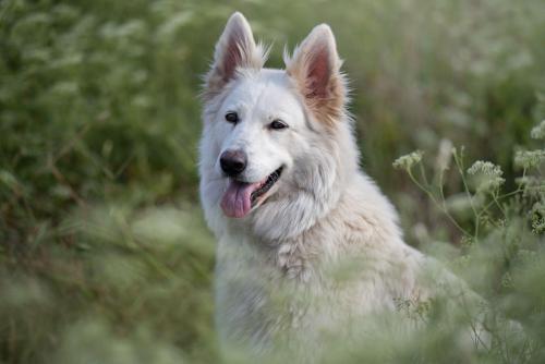Белая швейцарская овчарка на природе