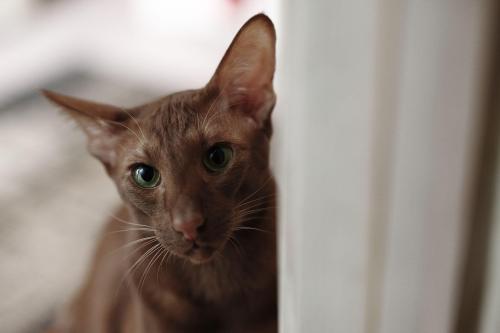 Кошка Гавана браун
