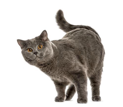 Шотландская прямоухая кошка на белом фоне