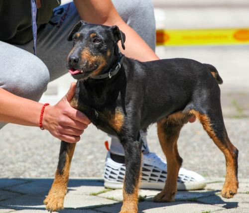 Ягдтерьер с хозяином