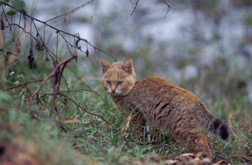 Камышовый кот в зелени