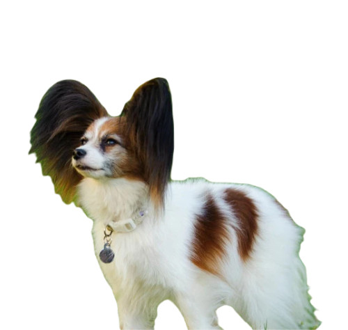 Континентальный той-спаниель