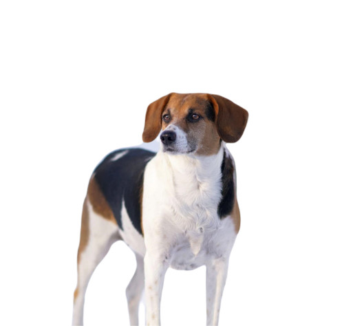 Эстонская гончая