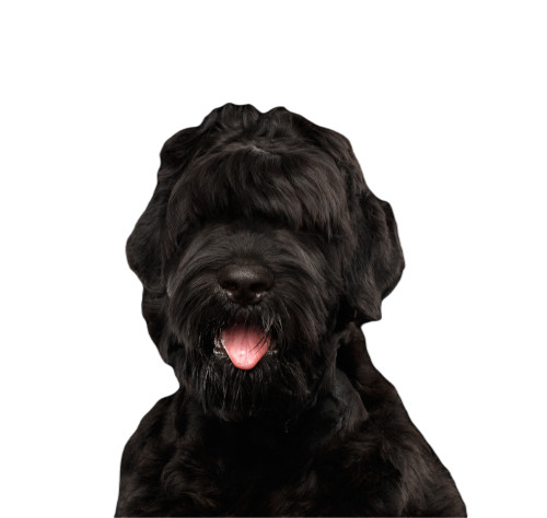 Русский черный терьер