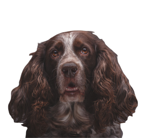 Русский охотничий спаниель
