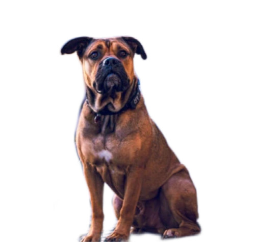 Собака породы Ка-де-бо