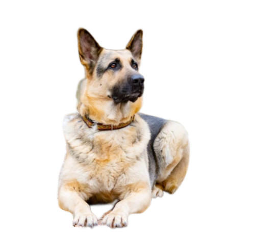 Восточно-европейская овчарка