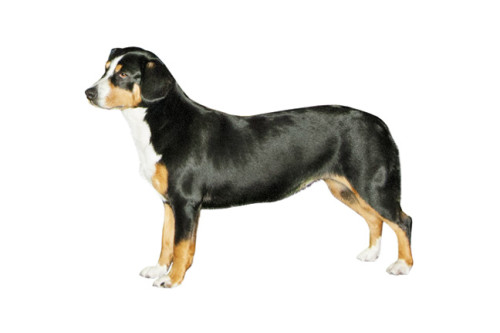 Энтлебухер зенненхунд