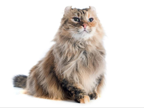 Американский кёрл на белом фоне