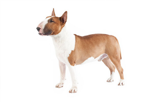 Бультерьер на белом фоне