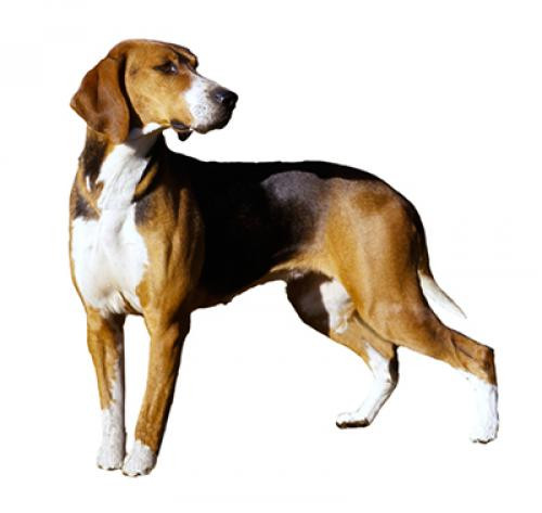 Гамильтонстёваре