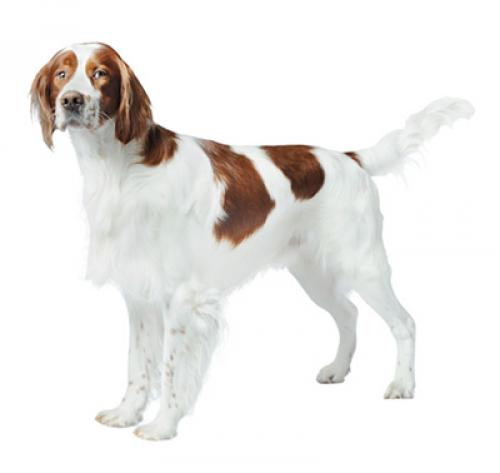 Ирландский красно-белый сеттер