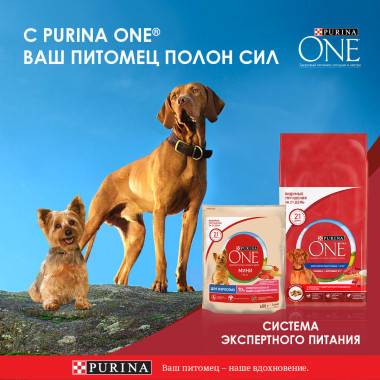 Влажный корм Purina ONE Мини Чувствительное пищеварение для взрослых собак мелких пород с чувствительным пищеварением, с лосо