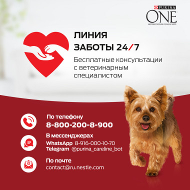 Влажный корм Purina ONE® Мини Взрослая для собак мелких пород старше 1 года, с говядиной, картофелем и горохом подливе, Пауч