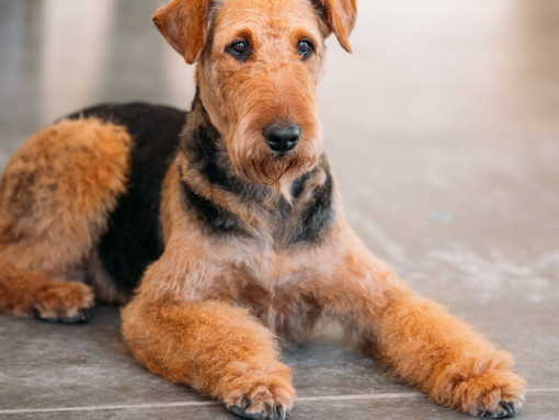 Эрдельтерьер лежит на полу