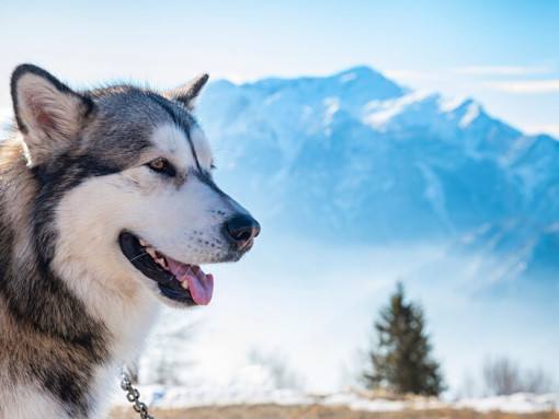Аляскинский маламут на фоне Аляскинского хребта