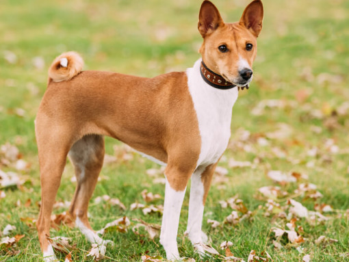 Коричневый басенджи стоит на траве