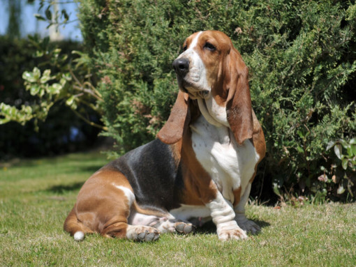 Трехцветный бассет-хаунд сидит на траве.