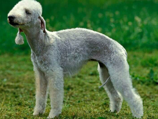 Бедлингтон-терьер