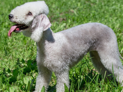 Бедлингтон-терьер