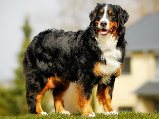 Бернский зенненхунд 