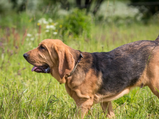 Бладхаунд