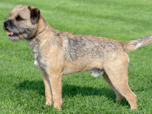 бордер-терьер стоит прямо на лужайке