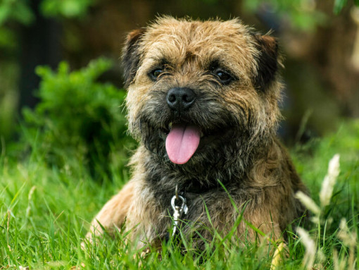 щенок бордер-терьера лежит в траве