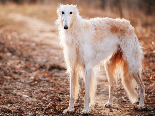 белая борзая стоит на тропе