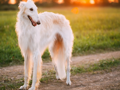 белая борзая смотрит вправо