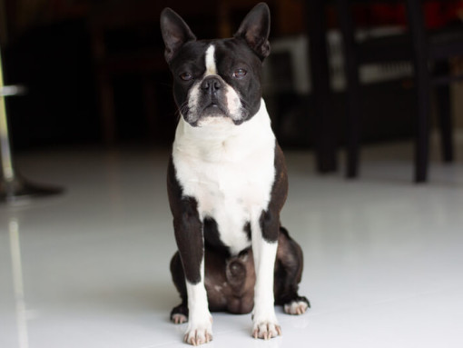 бостон-терьер сидит в центре комнаты