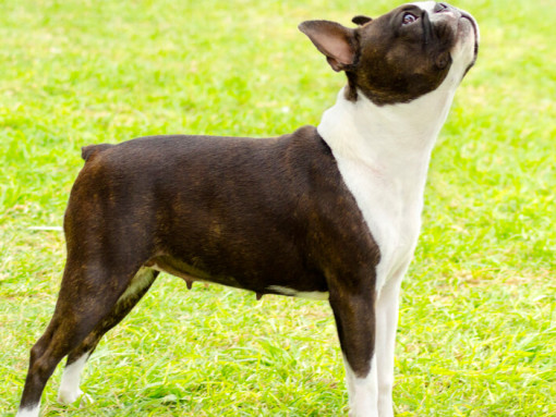 бостон терьер смотрит вверх